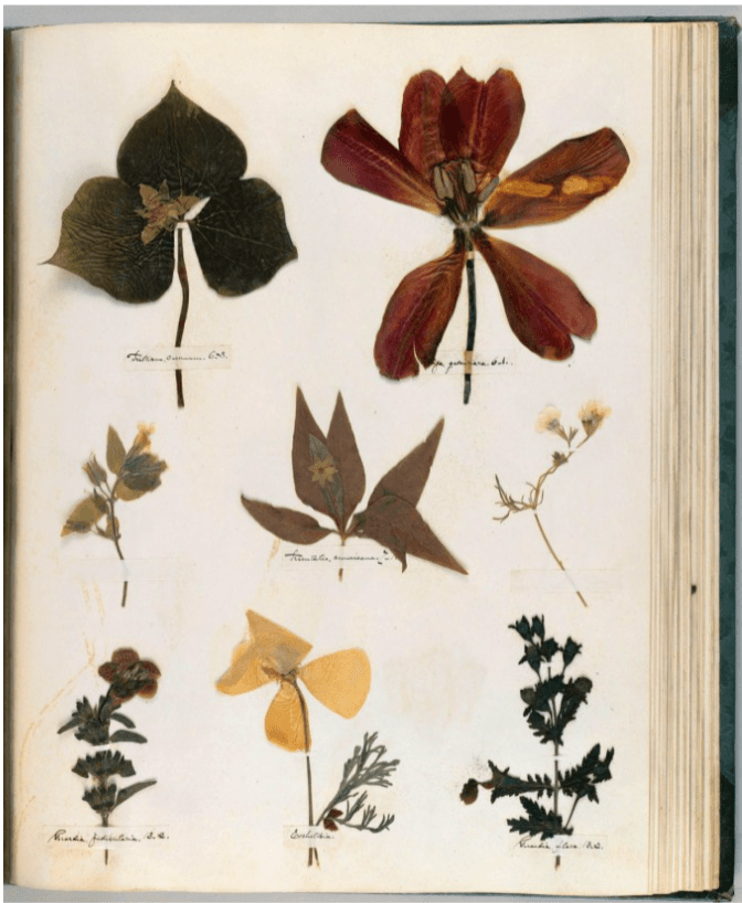 Maó + Flors 2026 — Recital de poesia "Herbari invisible"